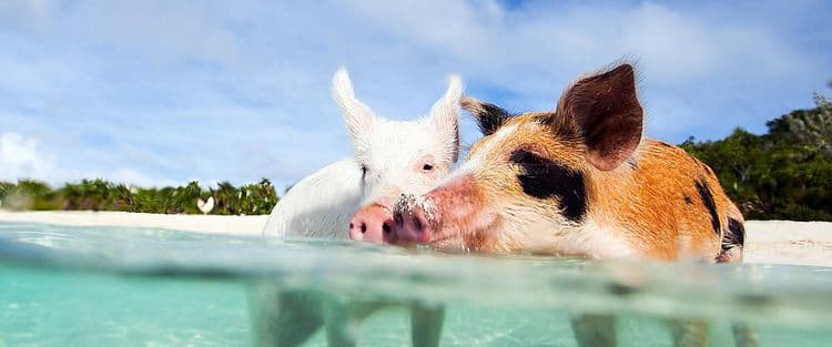 Swimming Pigs Tour