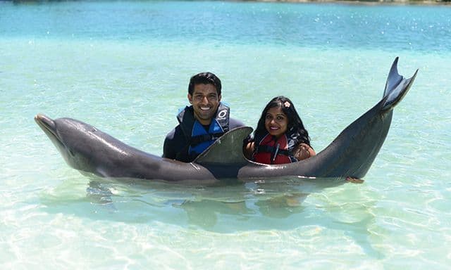 Blue Lagoon Island VIP Swim With Dolphins