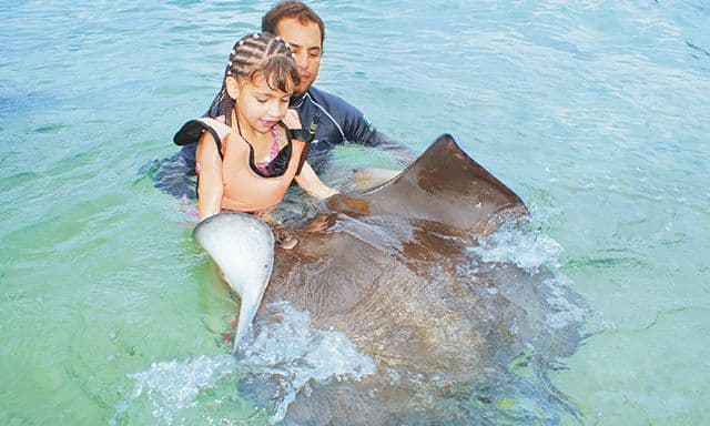Everybody Loves Rays & Sharks!