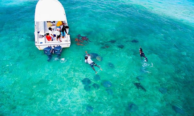 Sharks, Rays, Barrier Reef Snorkeling & Island Getaway