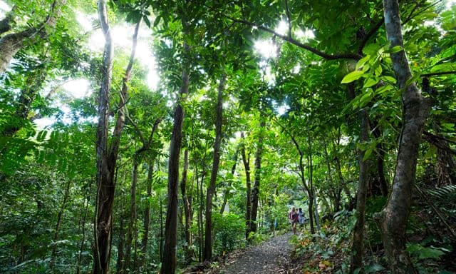St. Kitts Rainforest Adventure