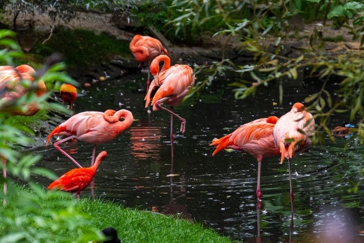 Debark Tour: Everglades Airboat Ride & Flamingo Gardens With Fort Lauderdale Airport Transfer
