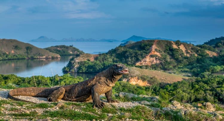 Komodo Dragon Adventure