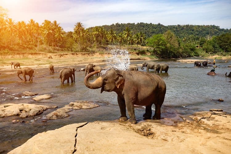 The Elephants Of Pinnawala