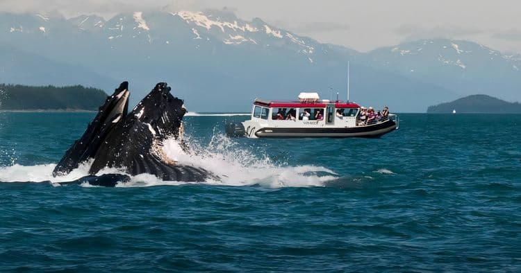 Alaska Whales & rainforest trails