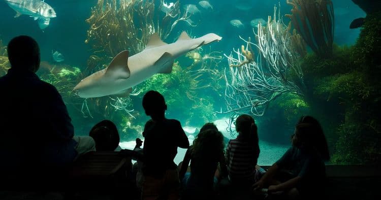 Aquarium, Caves & Attractions