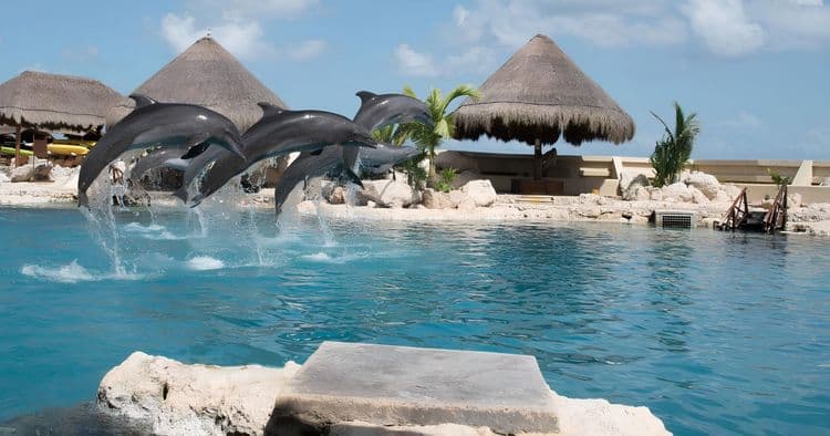 Bubble Tour - Dolphin Encounter W/ Drinks & Lunch