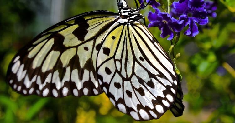 Butterfly Farm & Arashi Beach Break