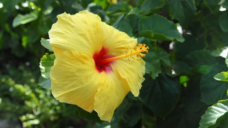Pure Fiji and City Drive Tour