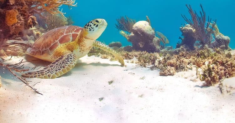 Turtle Cove and Cavern Snorkel Adventure