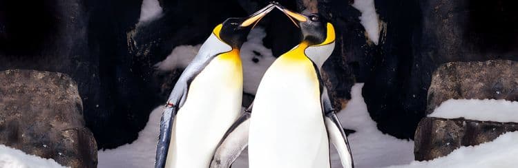 Antarctic Encounter & Auckland Sky Tower