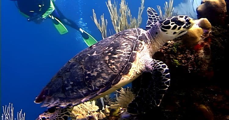 Certified Scuba Two-Tank Dive
