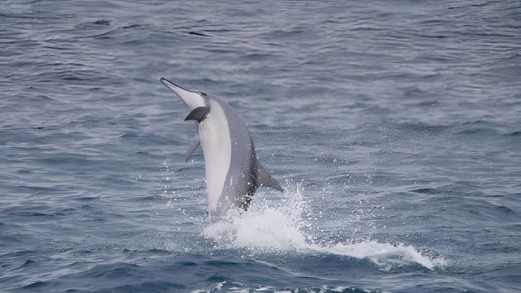 Cruise Moorea on a Maxi Catamaran