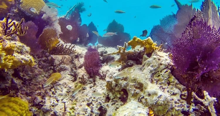 Bermuda Snorkel Adventure