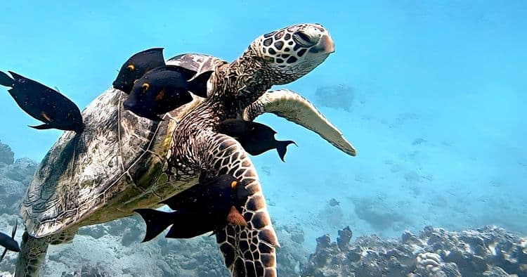 Waikiki Turtle Canyon Snorkeling Tour