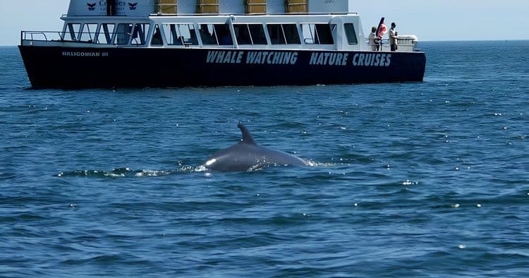 Nature & Whale Watch Cruise