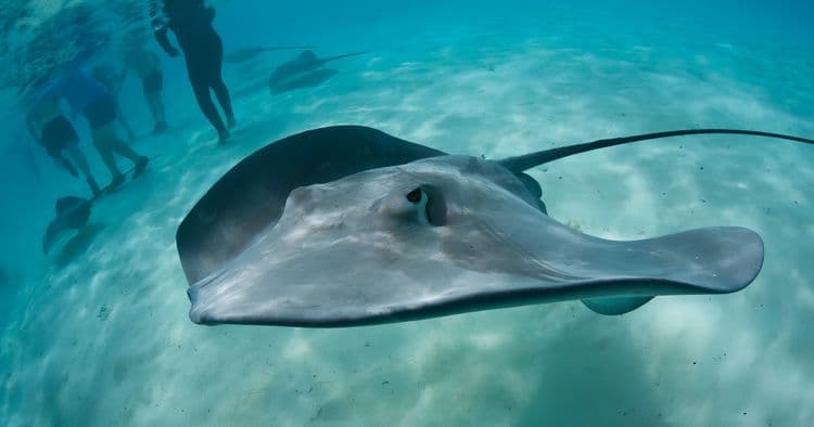Shark & Stingray Snorkel Safari
