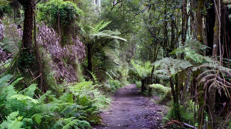 Dandenongs, Birds & Australian Crafts