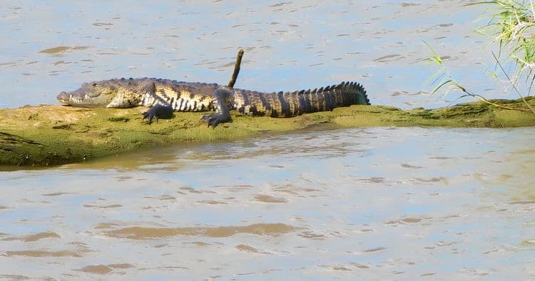 Bubble Tour: Scenic Wildlife River Cruise