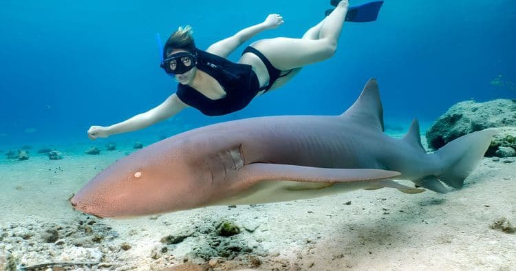 Everybody Loves Rays and Sharks!