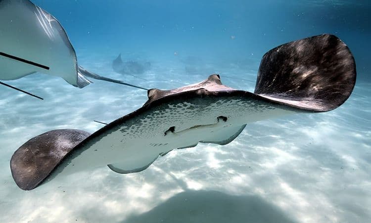 Stingray Tour