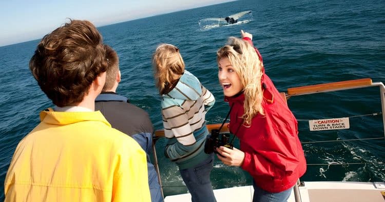 Bay of Fundy Whale Watching