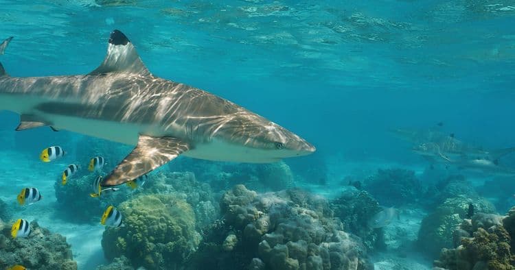 Reef Shark Snorkeling Adventure