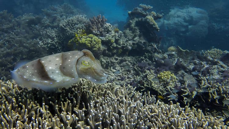 A Day on the Great Barrier Reef