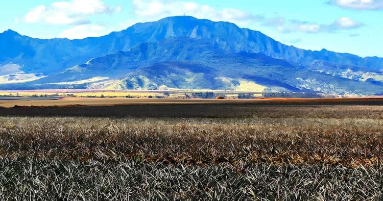 Exclusive Dole Pineapple Tour (Full Day) & Lunch