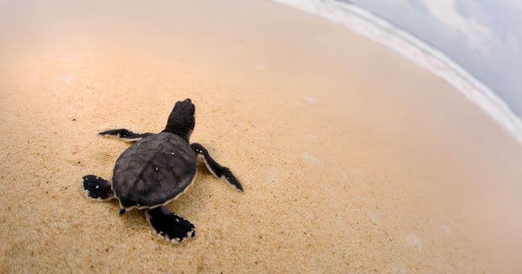 Save A Sea Turtle Experience