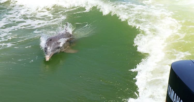 Scenic Wildlife River Cruise