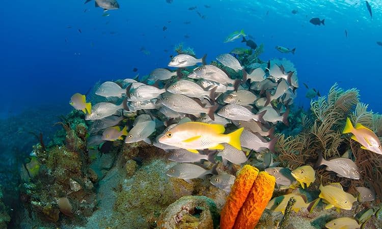 Reef Fishing
