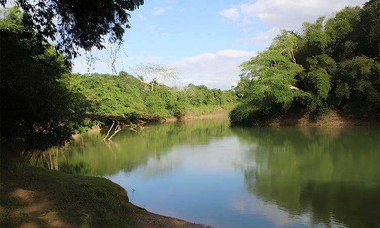 Scenic Wildlife River Safari