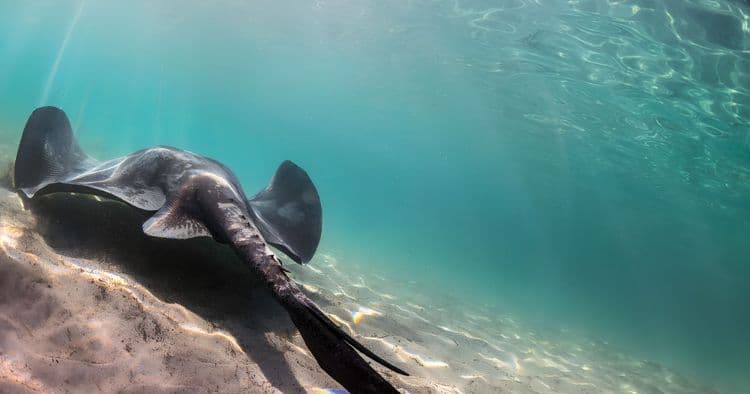 BUBBLE: Stingray Adventure