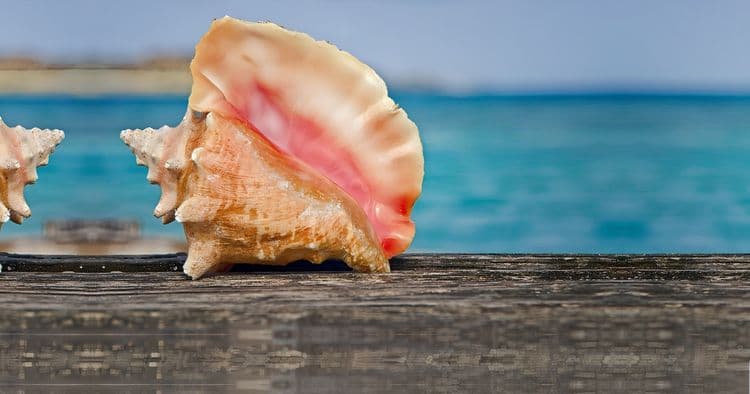 BUBBLE: Eco Conch Cruise
