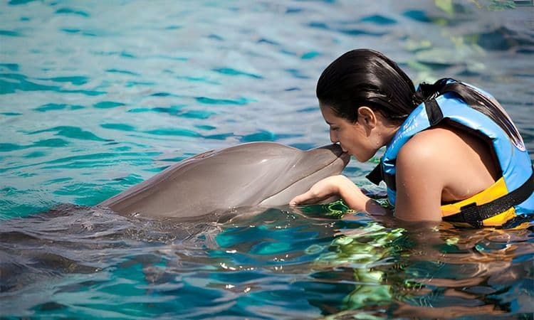 Dolphin Encounter Experience
