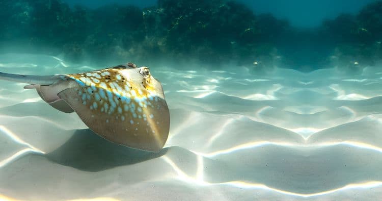 Stingray Adventure