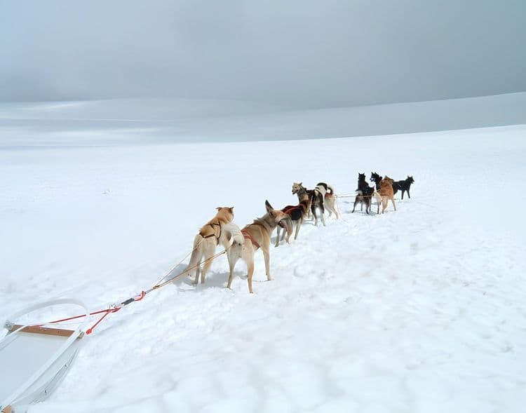 Dog Sledding on Mendenhall Glacier via Helicopt