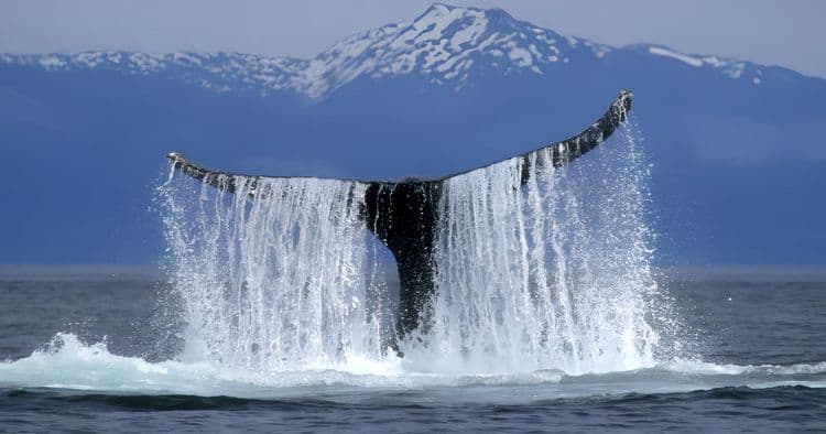 Mendenhall Glacier & Wildlife Quest