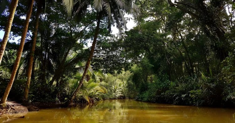 Jungle Kayak adventure and nature walk