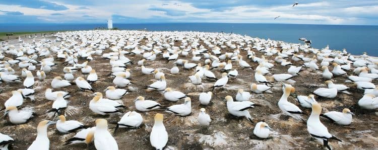 Cape Kidnappers and Gannet Safari