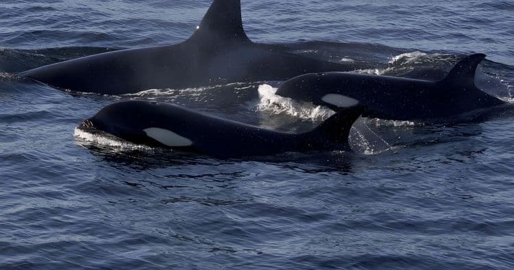 Express Whale Watching