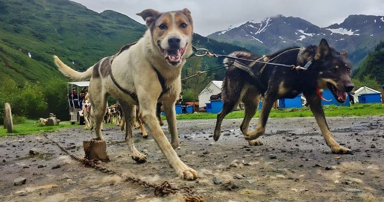 Dog Sled Summer Camp