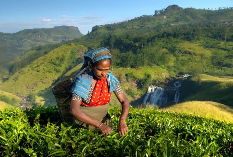 Tea Factory & Tea Plantation