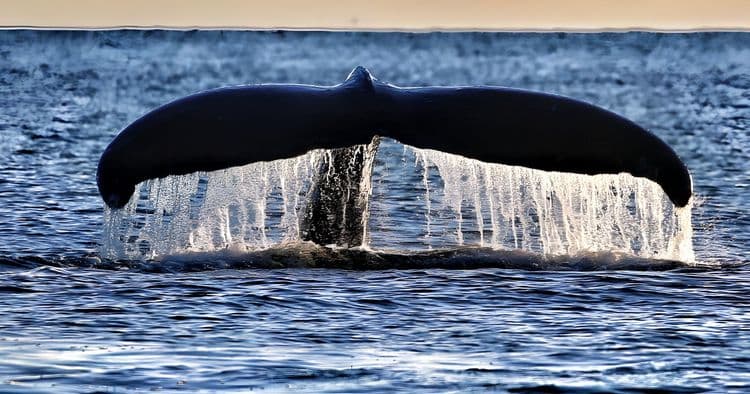 Alaska’s Culinary Experience & Whale Quest