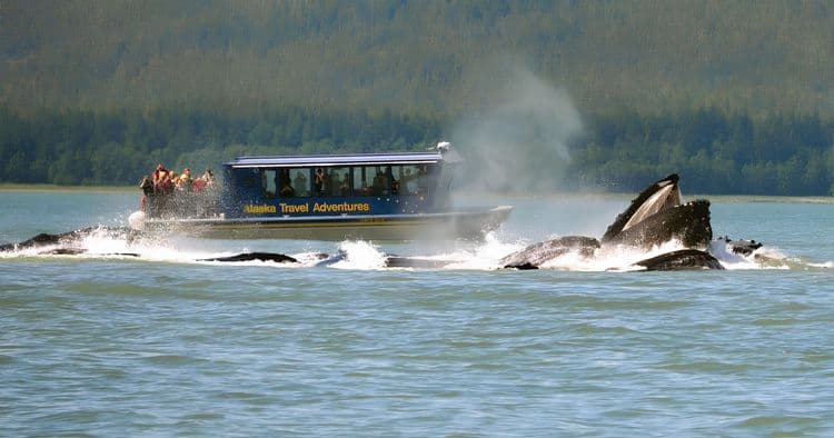 Whale Watching & Alaskan Salmon Bake Combo