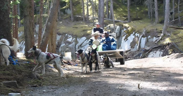 Dog Sled Discovery & Musher's Camp