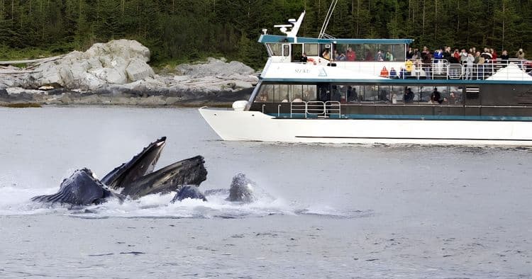 Evening Whale Quest With Dinner