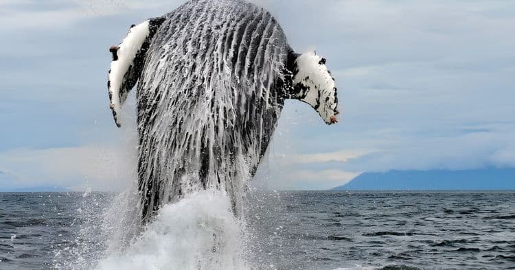 Discover Alaska's Whales