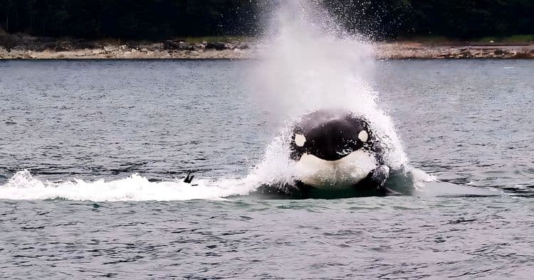 Whale watching & Mendenhall Glacier photo safari